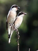 Lesser Grey Shrike