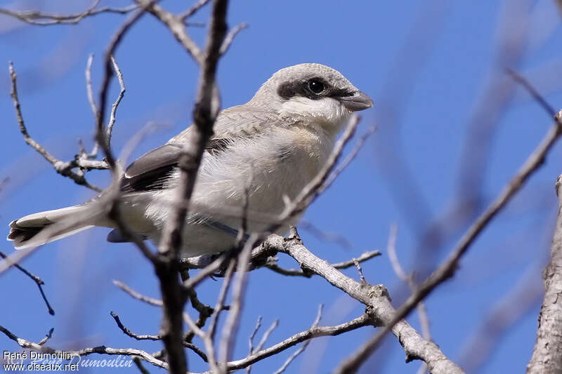 Lesser Grey Shrikejuvenile, identification