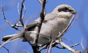 Lesser Grey Shrike