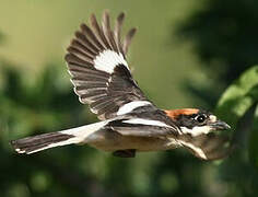 Woodchat Shrike