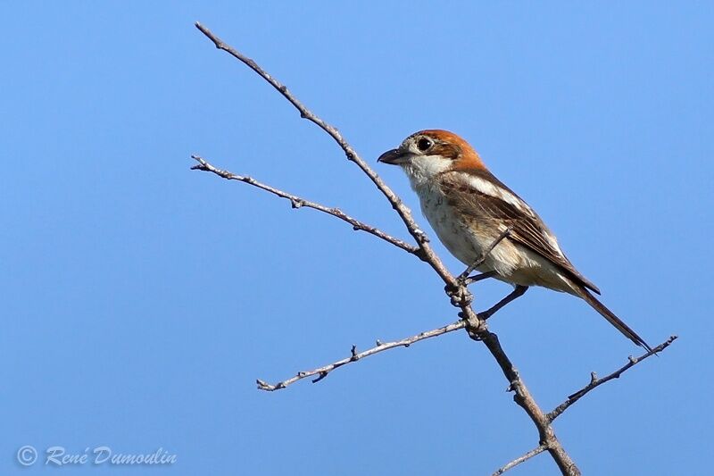 Woodchat Shrike female adult, identification