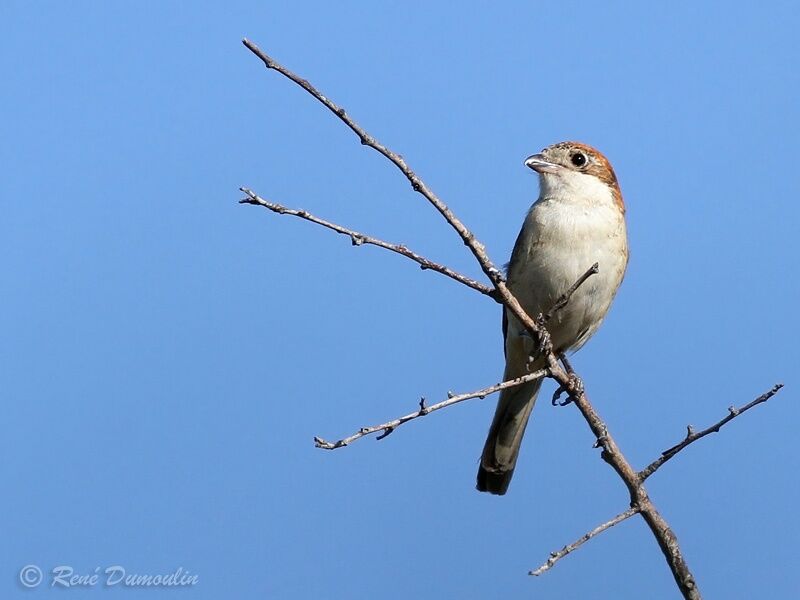 Woodchat Shrike female adult, identification