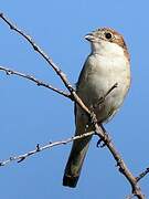 Woodchat Shrike