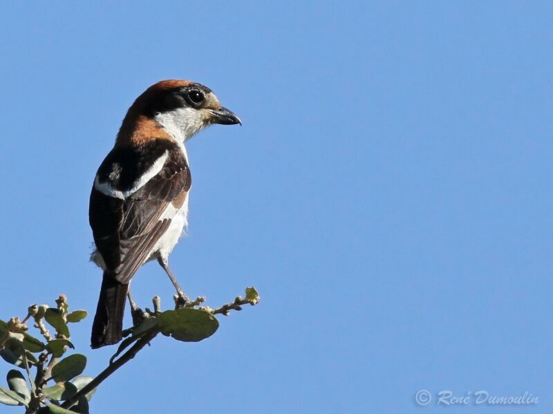 Woodchat Shrike male adult, identification