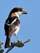 Woodchat Shrike