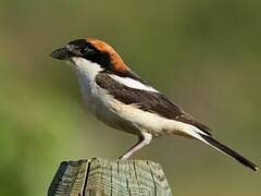 Woodchat Shrike