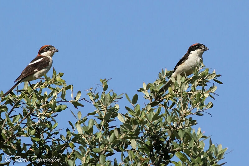 Woodchat Shrike adult, identification