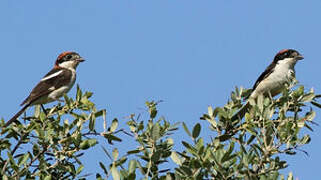 Woodchat Shrike