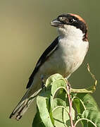 Woodchat Shrike