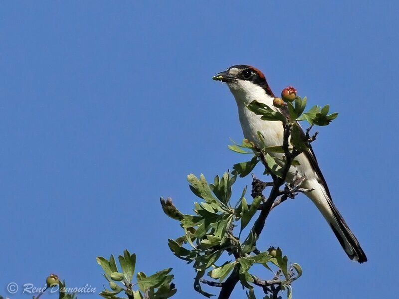 Woodchat Shrike male adult, identification