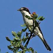 Woodchat Shrike