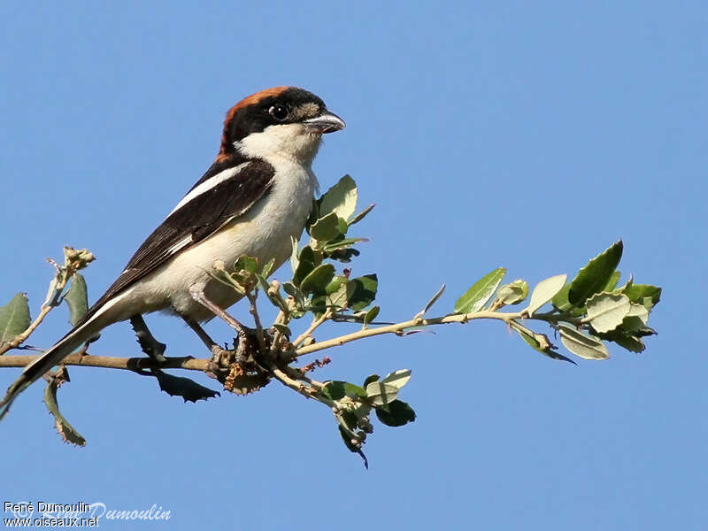 Pie-grièche à tête rousse mâle adulte, identification