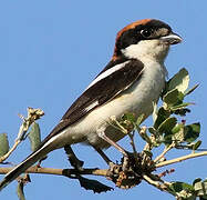 Woodchat Shrike