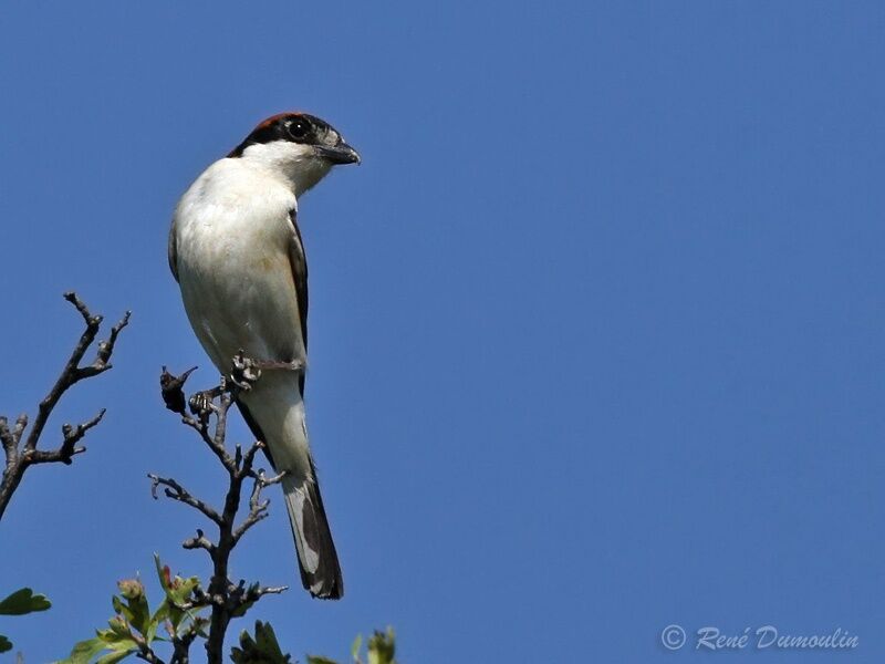 Woodchat Shrike male adult, identification