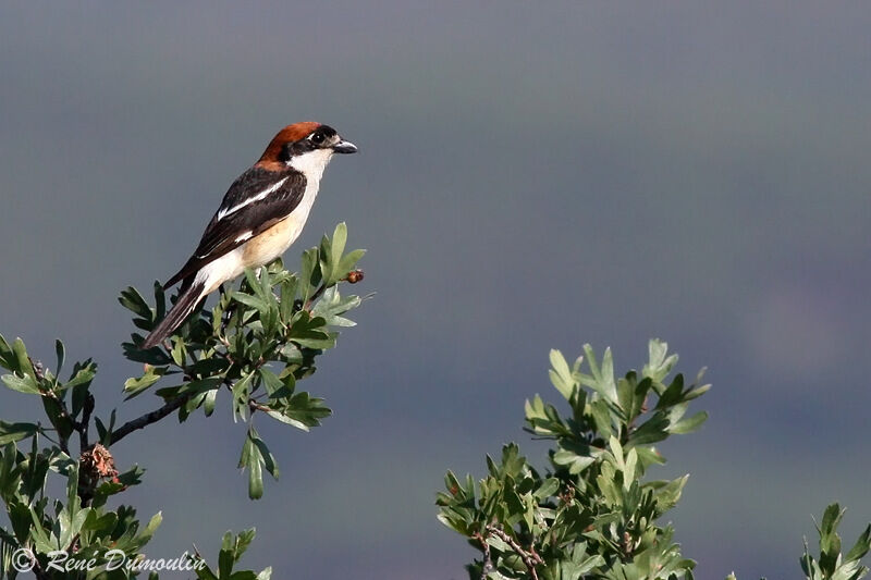 Woodchat Shrike female adult, identification