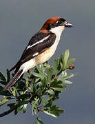 Woodchat Shrike