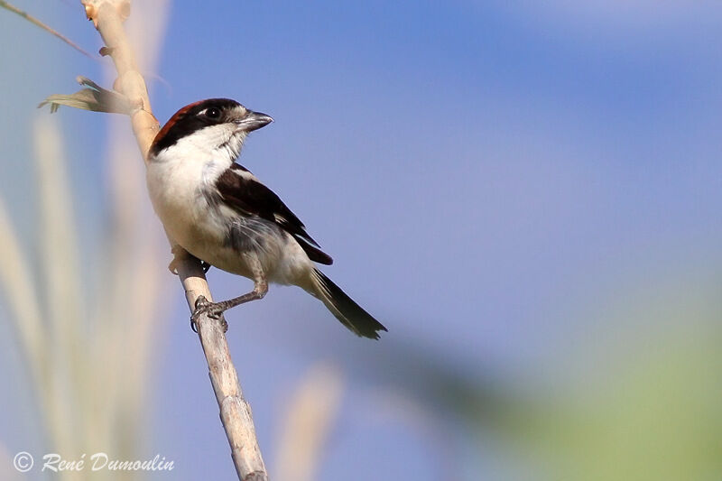 Woodchat Shrike female adult, identification