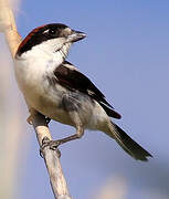 Woodchat Shrike