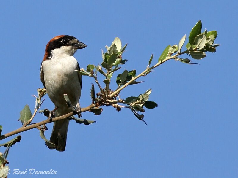 Woodchat Shrike male adult breeding, identification