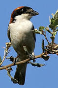 Woodchat Shrike