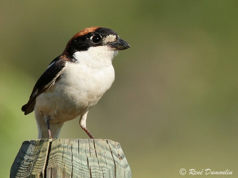 Woodchat Shrike male adult breeding, identification