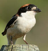 Woodchat Shrike