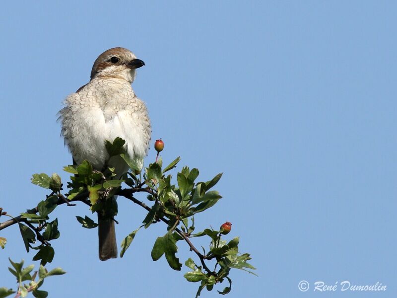 Pie-grièche écorcheur femelle adulte, identification