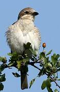 Red-backed Shrike