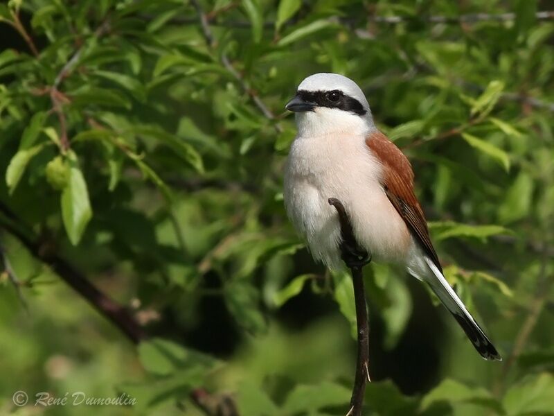 Red-backed Shrike male adult breeding, identification