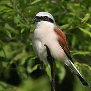 Red-backed Shrike