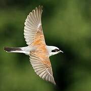 Red-backed Shrike