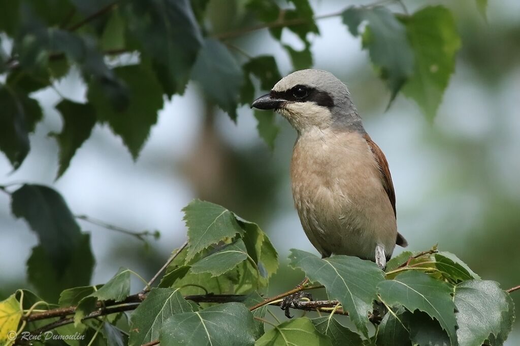 Red-backed Shrike male adult breeding, identification