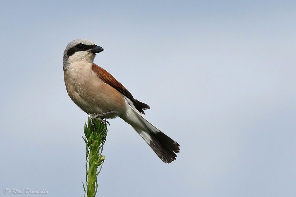 Red-backed Shrike male adult breeding, identification