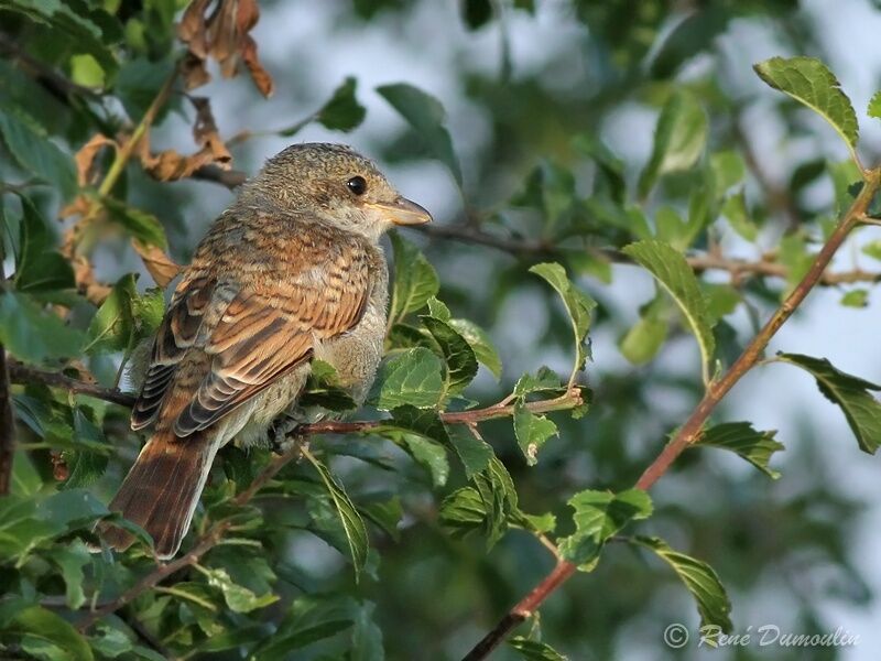 Pie-grièche écorcheurjuvénile, identification