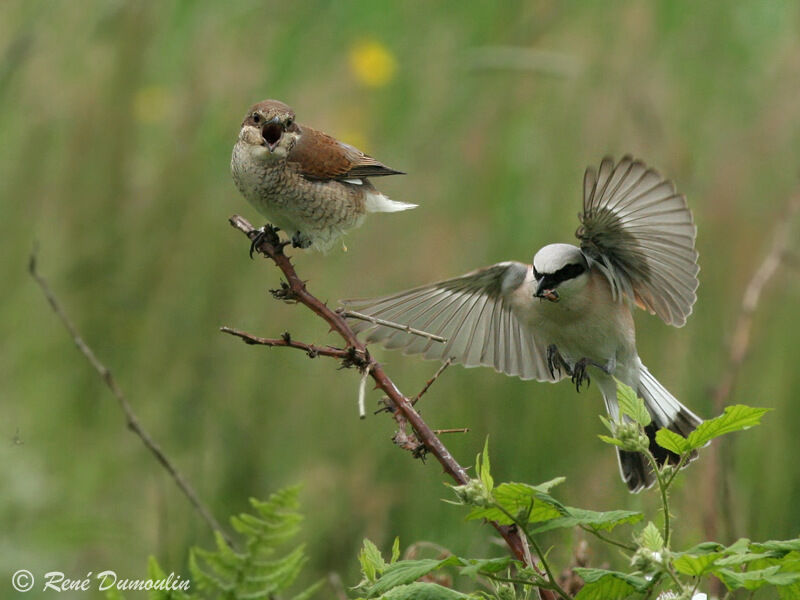 Red-backed Shrike adult, Flight, Behaviour