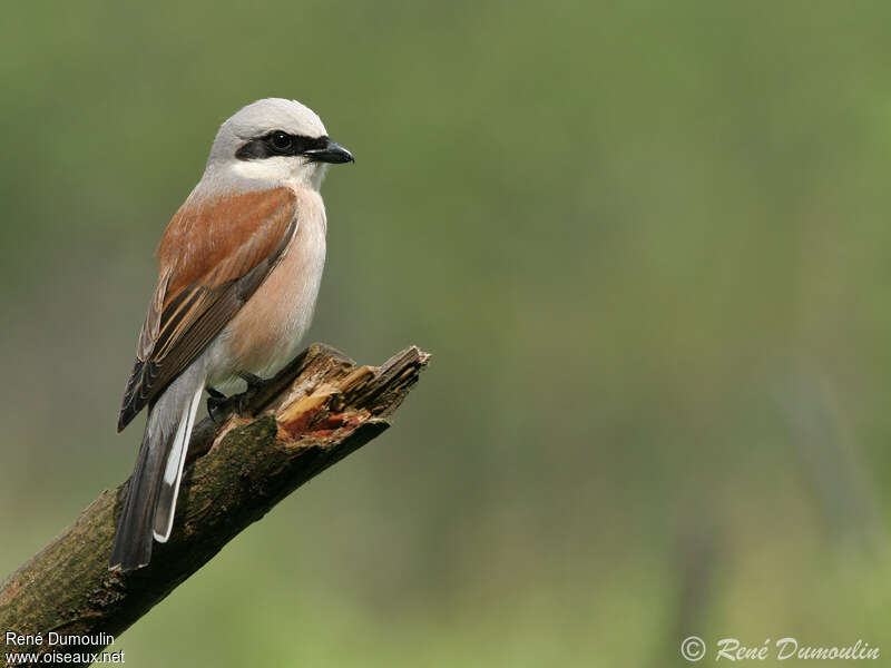 Pie-grièche écorcheur mâle adulte, identification