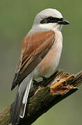 Red-backed Shrike