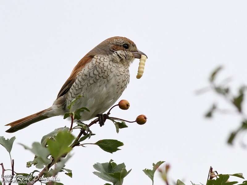 Red-backed Shrike female adult, feeding habits