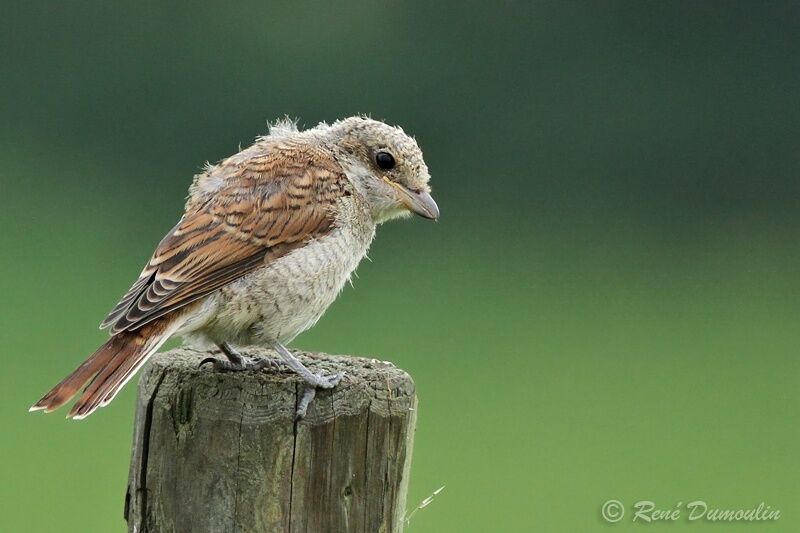 Red-backed Shrikejuvenile, identification