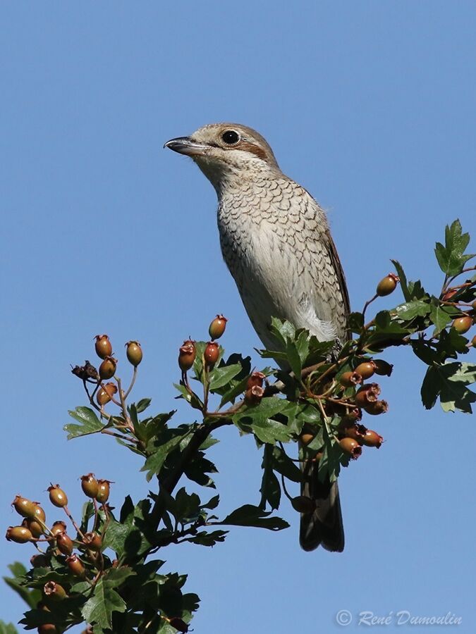 Pie-grièche écorcheur femelle adulte, identification