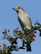 Red-backed Shrike