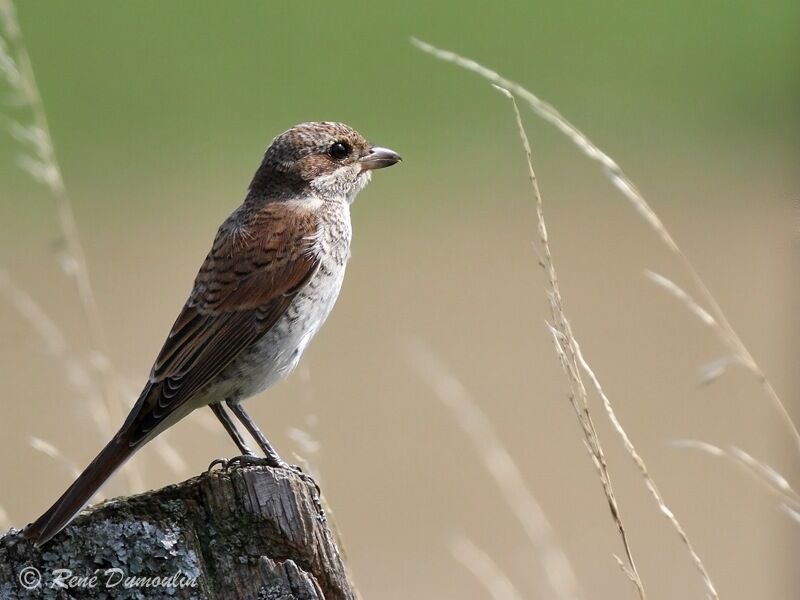 Red-backed Shrikejuvenile