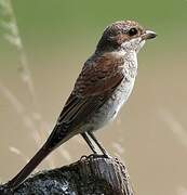 Red-backed Shrike