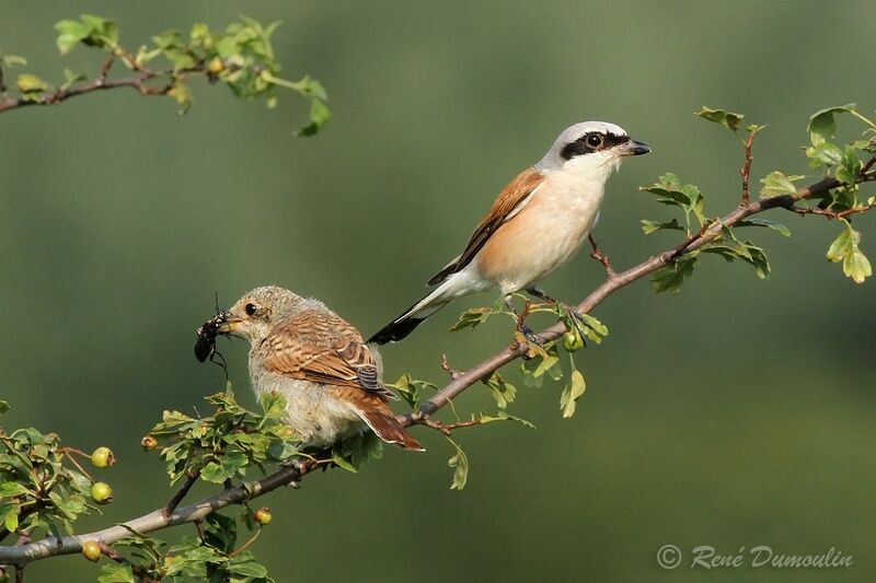 Pie-grièche écorcheur mâle adulte, identification