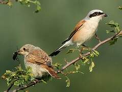 Red-backed Shrike