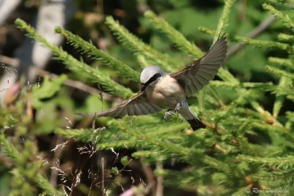 Red-backed Shrike male adult breeding, fishing/hunting