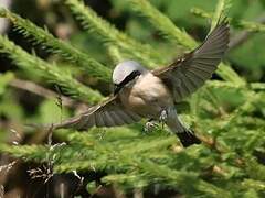 Red-backed Shrike