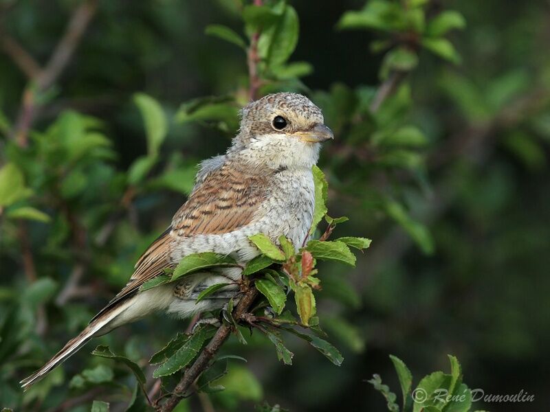 Pie-grièche écorcheurjuvénile, identification