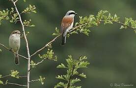 Red-backed Shrike