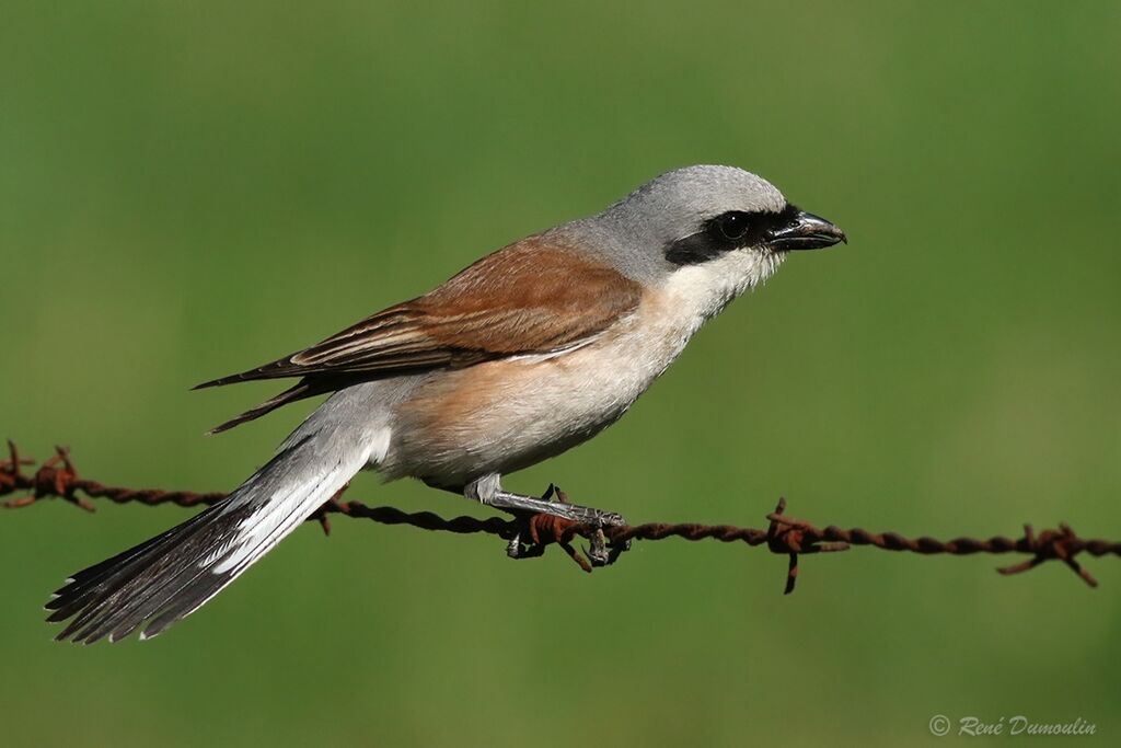 Red-backed Shrike male adult breeding, identification